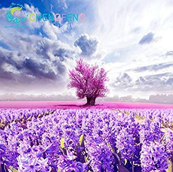 Graines De Lavande Provençale Française Graines De Fleurs Biologiques Très Parfumées Jardin Bonsaï