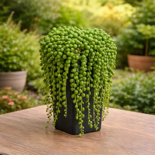 Image of Ugao Bharat Live String of Pearls Plant for Home | Hanging Succulent Decorative Plant | Indoor & Outdoor