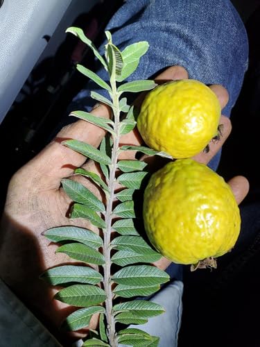 Dwarf Guava Guava Live Plant – 4–6” Tall Nano Leaf Guava – Rare Psidium Guajava Variety – Micro Leaf Guava - Compact, Fast-Growing, Indoor/Outdoor, Container-Friendly – Delicious Fruit