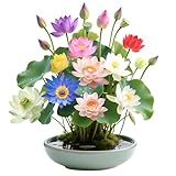 30PCS Premium Lotus Seeds for Planting in Water - Mixed Color Bowl Flower for Ponds, Bonsai, Indoor Water Gardens & Lotus Bowl Planter - Non-GMO, High Germination, Easy Grow Water Lily Seeds