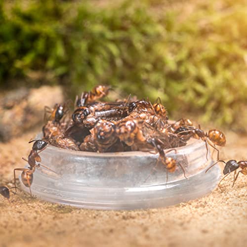 Candy Ant Snack - 20g