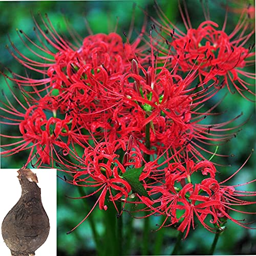 Generic Lycoris Radiata Bulbs Nerine Bowdenni Bulbs Red Bowden Lily Bulbs Red Spider Lily Hardy Nerines Bulbs Mixed Bulbs Bulbs Easy to Plant Red Cornish Lily Bulbs .(Diameter: 10cm.one Bulbs) (red)