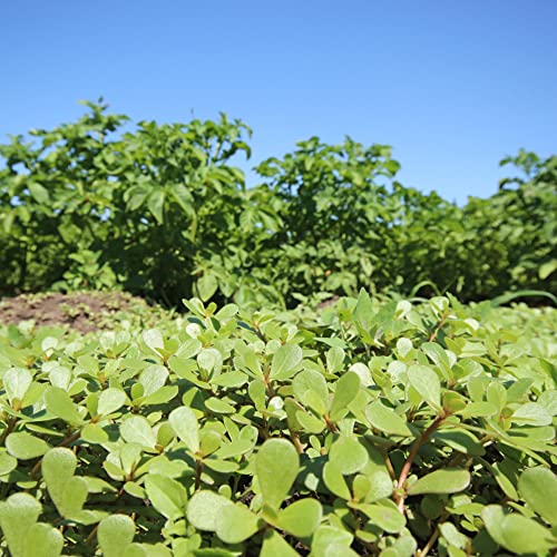 Semillas de verdolaga Hierbas Semillas de verduras Plantas Semillas de hierbas Semillas Plantas de...