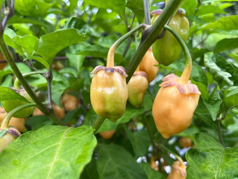 Amazon.com : Cotton Candy Bubblegum BBG7 7 Pot Pepper Premium