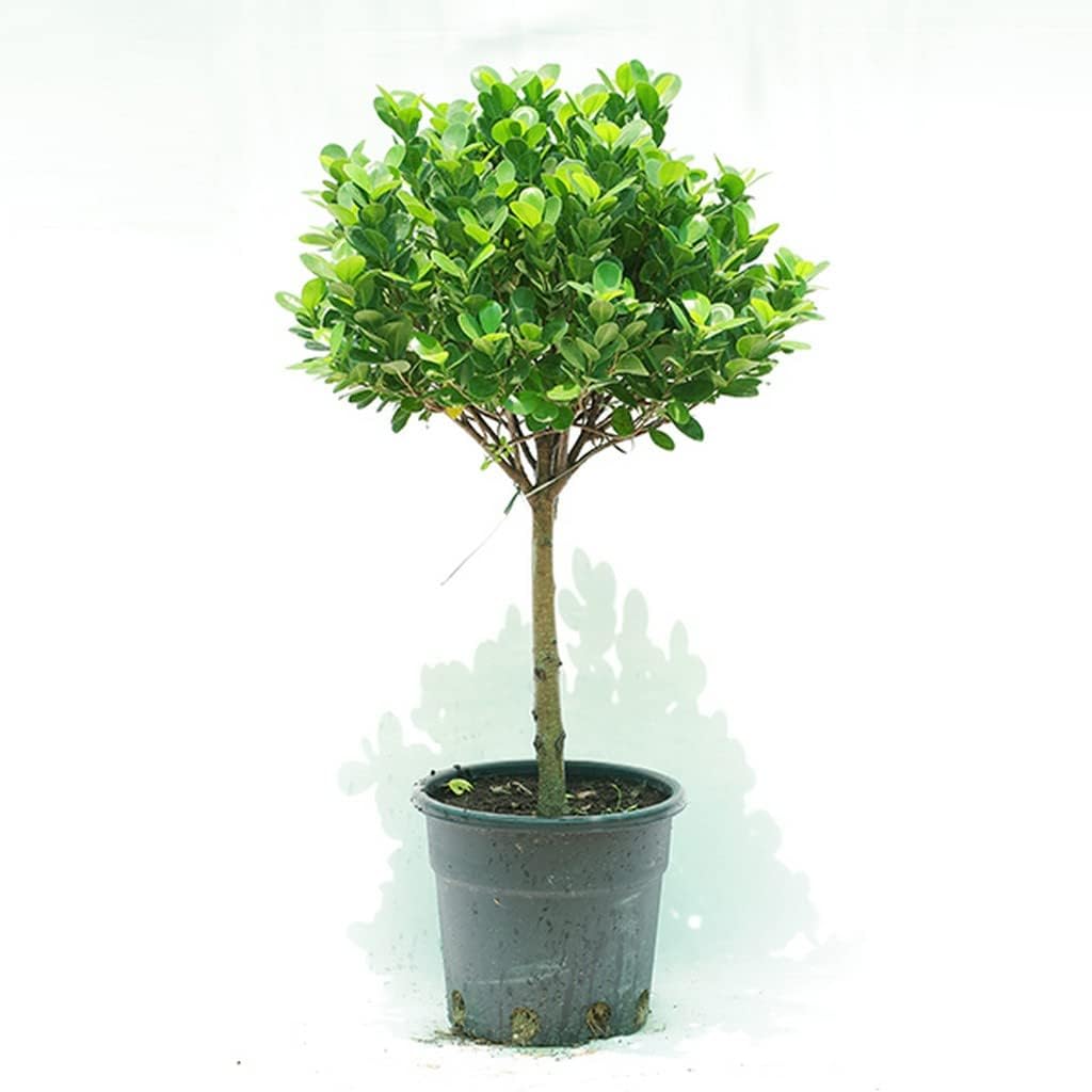 Mybagecha Ficus Panda Live Plant for Bright Indoor and Outdoor Growing Air Purifing Live Plants indoor | Live Plants for home-image-23