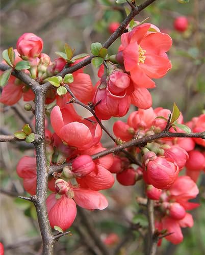 Quince Speciosa - Beautiful Shrub - Most Widespread Quince - 10 Seeds - Thumbnail 2