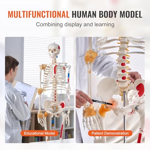 Image of VEVOR Human Skeleton Model for Anatomy, 71.65 inch Life Size, Accurate PVC Anatomy Skeleton Model with Ligaments, Movable Arms, Legs & Jaw, with Muscle Origin & Insertion Points, for Professional Teaching
