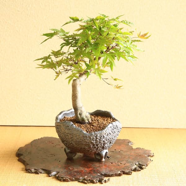 Amazon.co.jp: 遊恵盆栽 盆栽：特選出猩々もみじ(信楽焼鉢)*太幹