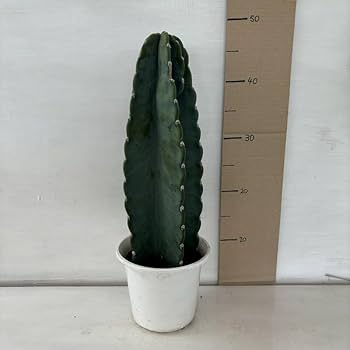 柱サボテン ブランチ 5鉢セット 5寸