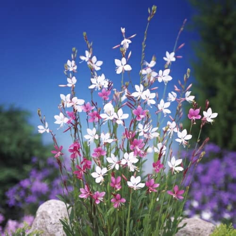 Amazon.co.jp: ガウラ（白蝶草） ホワイト＆ピンク 2色セット 3号