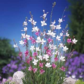 Amazon.co.jp: ガウラ（白蝶草） ホワイト＆ピンク 2色セット 3号