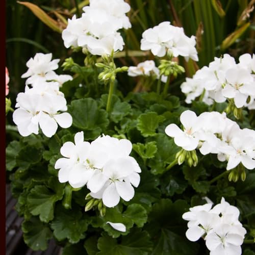 semi geranio - interni reali giardino decorativo balcone giardino di interni perenni resistenti all'inverno 400pcs