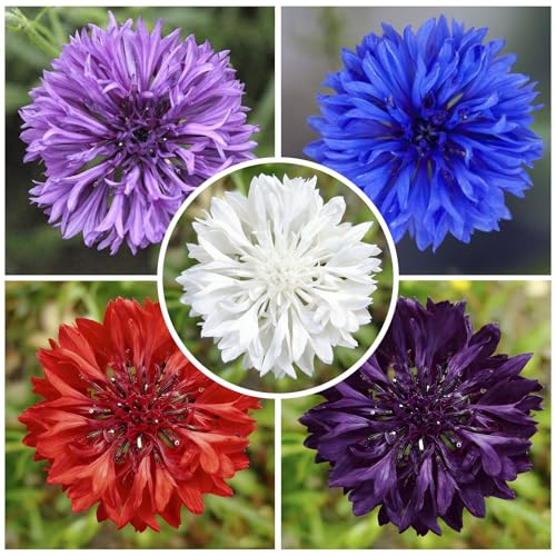 520+ Mix Cornflower Seeds for Planting - Attracting Pollinators