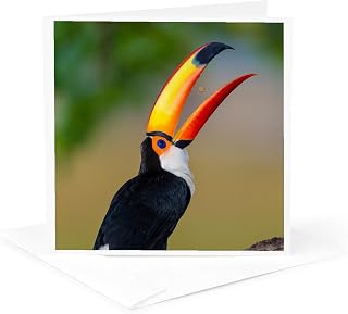 3dRose Greeting Card - Brazil, Mato Grosso Do Sul. Toco Toucan eating a berry - Birds
