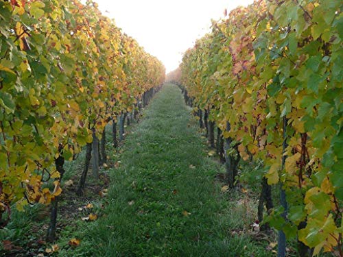 Württemberger Wein SPUREN IM SCHNEE Glühwein Rot (1 x 0.75 l) (Packung mit 3)