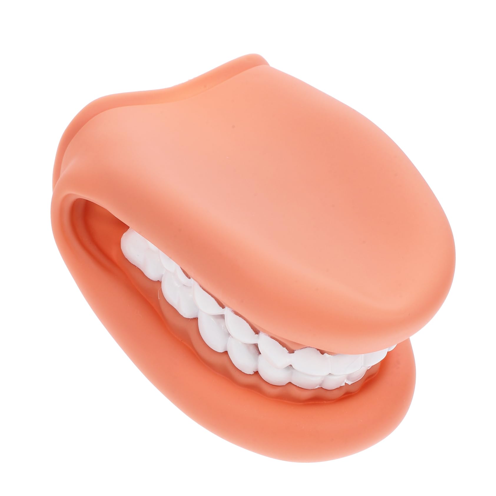 Unomor Teaching Model Anatomical Teeth Model Mouth Brushing Educational Practice Tooth Model Human Teeth Model Human Tooth Model