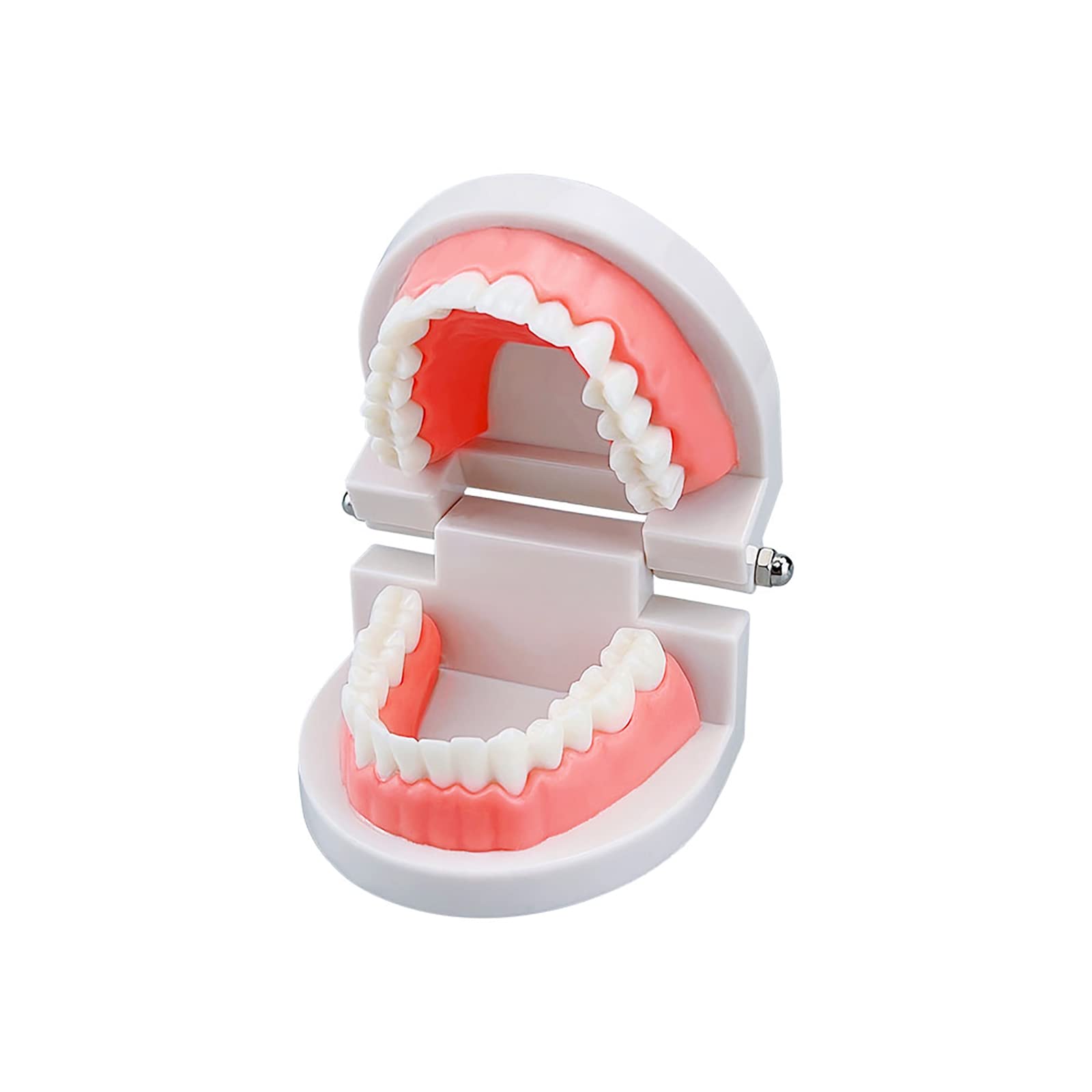 Dental Study Supplies Adult Standard Typodont Teeth Model Without Wisdom Teeth