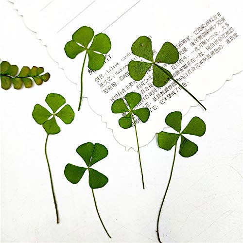 Hojas Secas Reales de Trébol de 4 Hojas Natural x48 miniatura 5