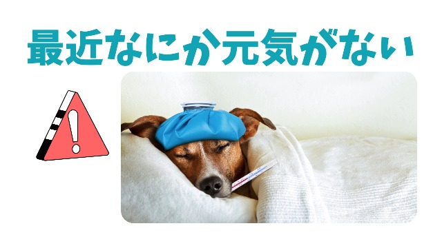 Amazon.co.jp: 元気バクハツ！ペット用乳酸菌 にゃんばーどわん