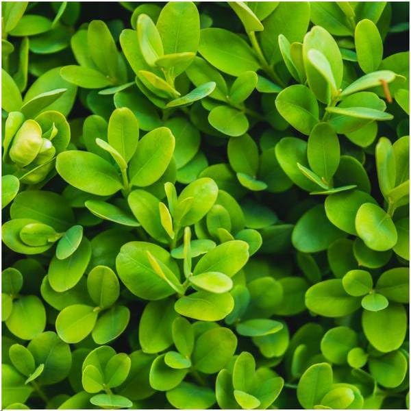 Buxus Sempervirens – wiecznie zielona roślina żywopłotowa – 6 roślin – długość całkowita 1 m – Ø 12 cm – wysokość 20 cm – łatwa w pielęgnacji roślina ogrodowa