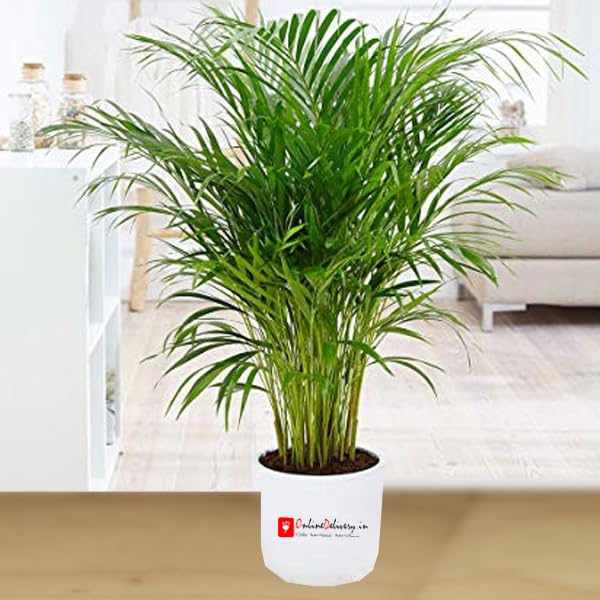 Image of Areca Palm Plant, Natural Air Purifier, Indoor & Outdoor Organic Live Plant, Stylish Home & Office Decor, Without Pot.A9