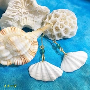 貝　貝殻 Amazon | 天然 シャコガイの貝殻(シャコ貝) ミニサイズ 約4cm