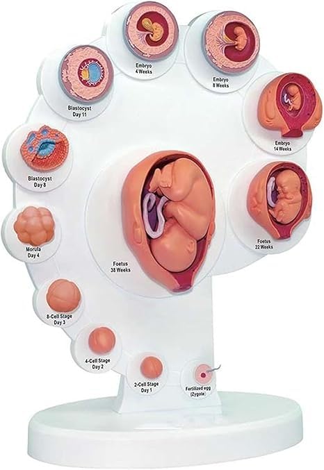 Model procesu wzrostu narządów płodu 4D – anatomiczny model rozwoju płodu ludzkiego do użytku w opiece zdrowotnej, edukacji i nauczaniu