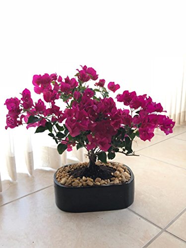 indoorbonsaiandexotics Monster Bougainvillea Bonsai Tree Indoors Beginner