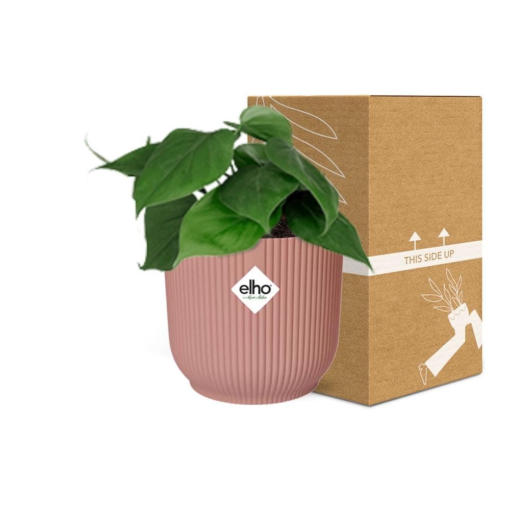 Pokojowe Rośliny Philodendron Scandens Dekoracyjne Doniczki, Różowy, 14 cm