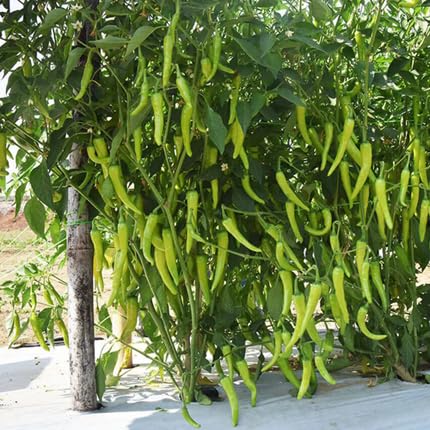 SREE CW44 CHILLI MIRCHI HYBRID SEED 1000 Seed (1000 per packet) (B0CSFS18S7) Amazon Price History, Amazon Price Tracker