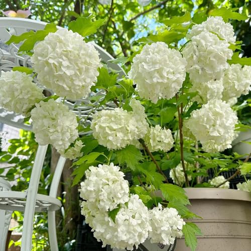 Semillas de hortensia bola de nieve, raras balcón jardín decoración sala estar resistentes exterior semillas decoración 60pcs