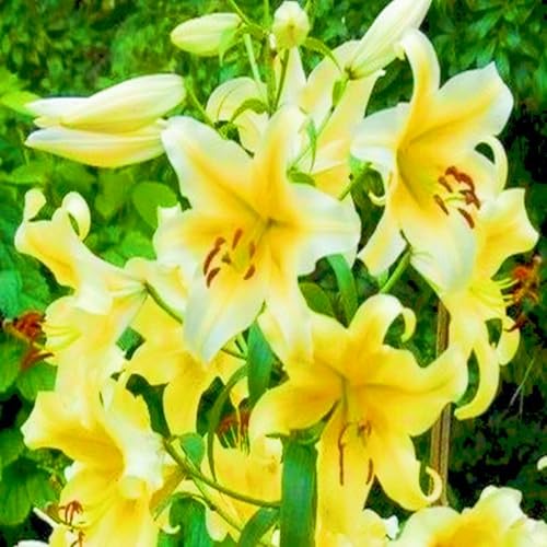 Bulbos de lirio-Bulbo De Lilium,Bulbos Lilium,Lirios Plantas,Lirios Plantas Naturales,Flores De Boda-5bulbos-d