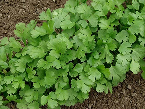 500 Graines de Coriandre Coriandrum Sativum Slow Bolt, Cilantro Herb seeds:Seeds only