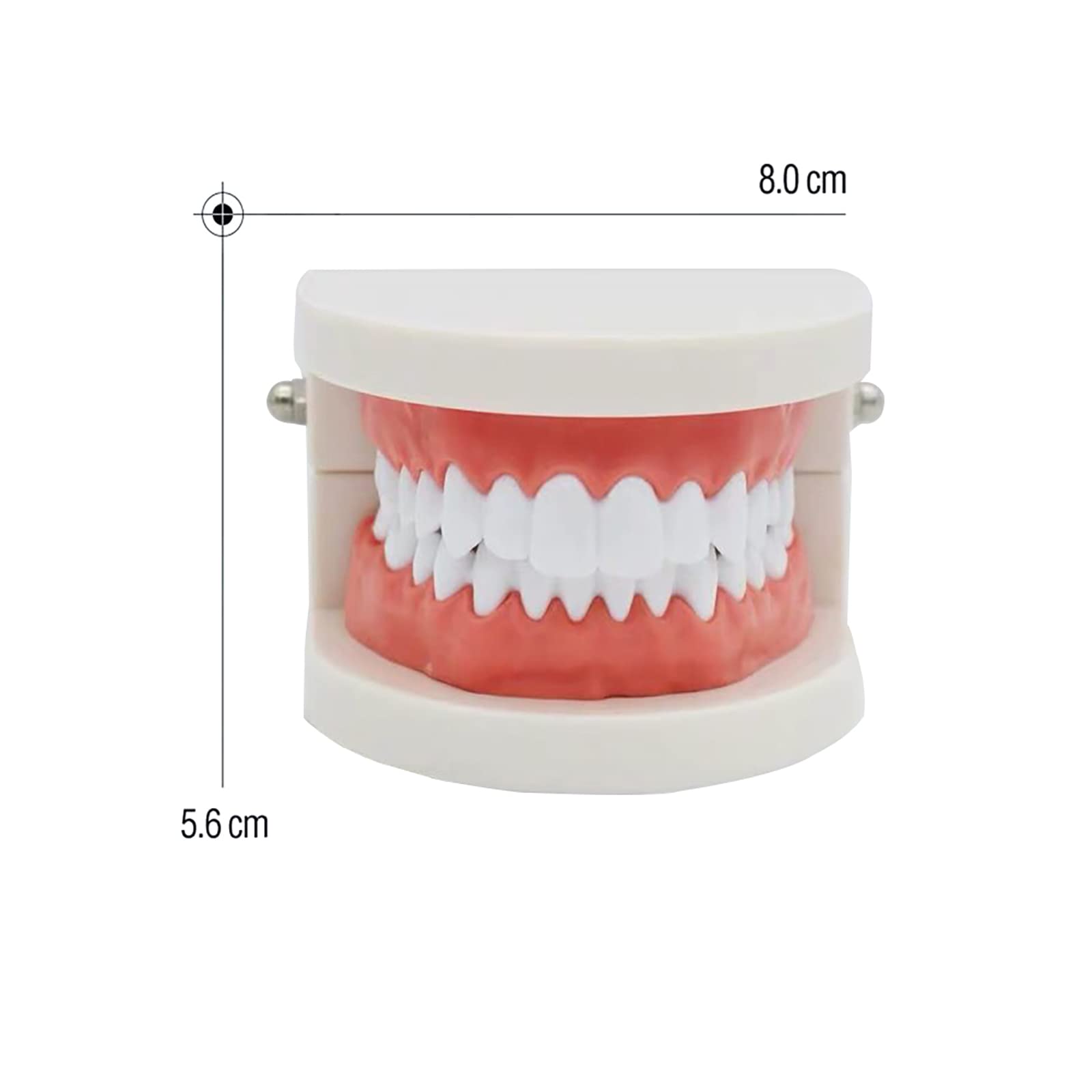 Dental Study Supplies Adult Standard Typodont Teeth Model Without Wisdom Teeth