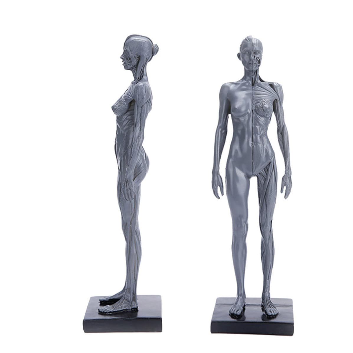 HEMOTON Modèle Anatomique Musculaire en Résine Haute Précision pour Enseignement, Accessoire Éducatif du Corps Humain pour Activités Célébratives