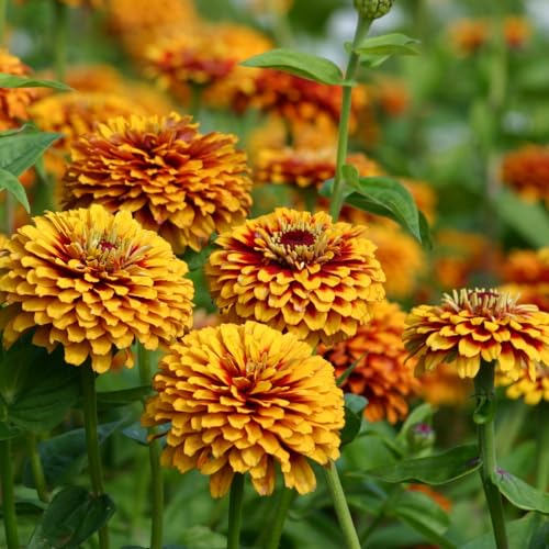 Zinnia Ã¢â‚¬ËœMacareniaÃ¢â‚¬â„¢ Half-Hardy