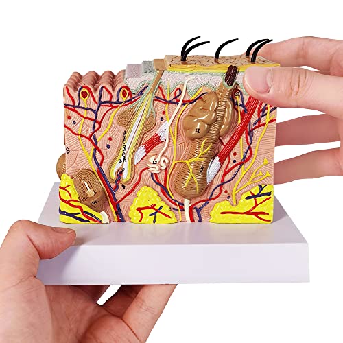Image of Human Anatomy Skin Model, 35X, with Hair, with Teaching Manual | Benilev Skin Anatomy Model, Suitable For Anatomy Study, Education And Teaching Demonstration, Ideal For Medical Students