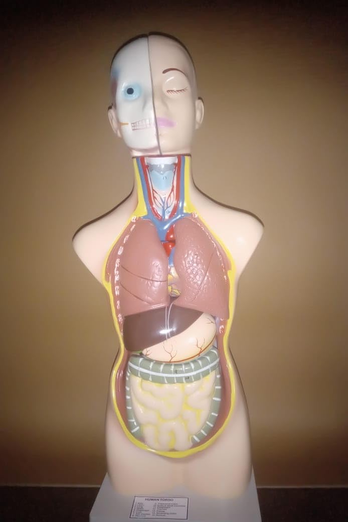 ISKO® Human Torso Model 12 parts Magnetic (B0CSFX3BKH) Amazon Price History, Amazon Price Tracker