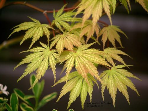 Tiger Rose Japanese Maple 2 - Year Live Plant