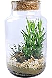 pflanzen glashaus überwintern 👍 GLAS TERRARIUM für Pflanzebn: So : Erschaffe dein eigenes Pflanzenökosystem