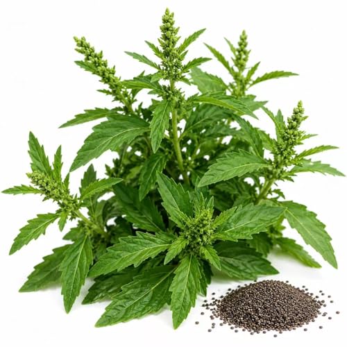 loseedsoo Epazote Seeds for Planting Chenopodium ambrosioides Herb Seeds 500+ Seeds Heirloom Garden Seeds for Outdoor Garden Raised Beds Containers & Herb Gardens