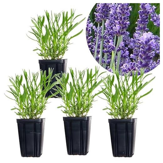 23+ Stunning Fake Plants to Elevate Your Outdoor Landscaping 5 Set of 4 French Lavender Provence Live Herb Plants, Quart Potted, Purple Flowers, Zones 5-11 Stargazer Perennials