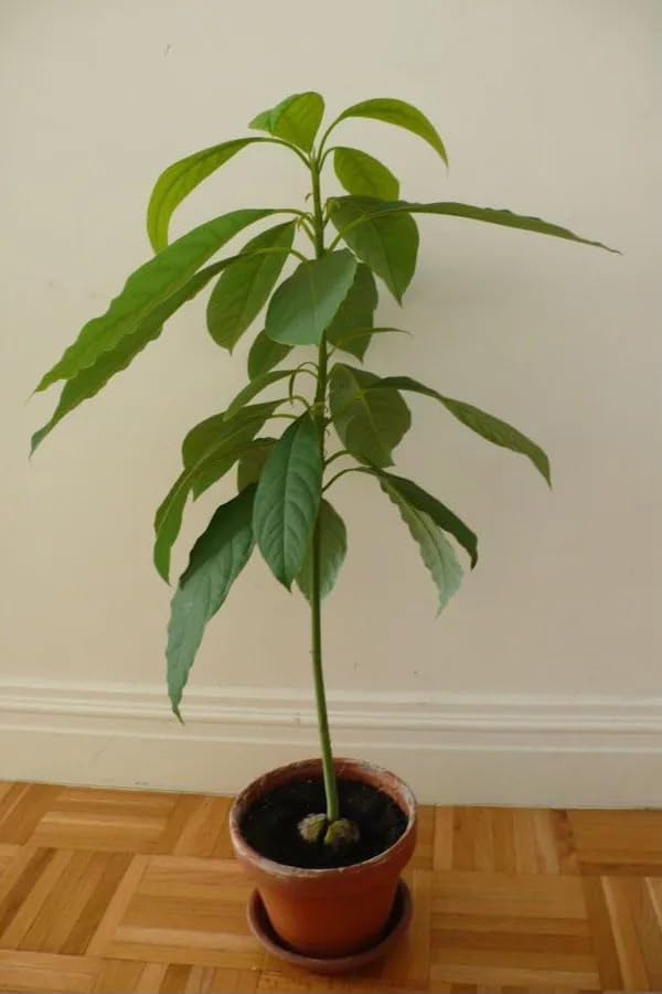 Image of ONE AVOCADO FRUIT PLANT HYBRID ORGANIC OUTDOOR GARDEN LIVE GRAFTING TREE | 24