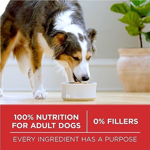 Purina ONE Dry Dog Food, Microbiome Balance Chicken & Rice - 7 kg Bag (1 Pack) - 5