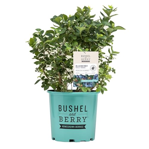 Perfect Plants Bushel & Berry Peach Sorbet Blueberry Bush in 1 Gallon Pot | Vaccinium | Cold Hardy Ornamental & Edible | Multi-Season Foliage | Low Chill | Zones 5-10