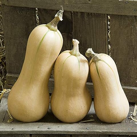 Butternut Squash Hunter Seeds by Thompson and Morgan Cover