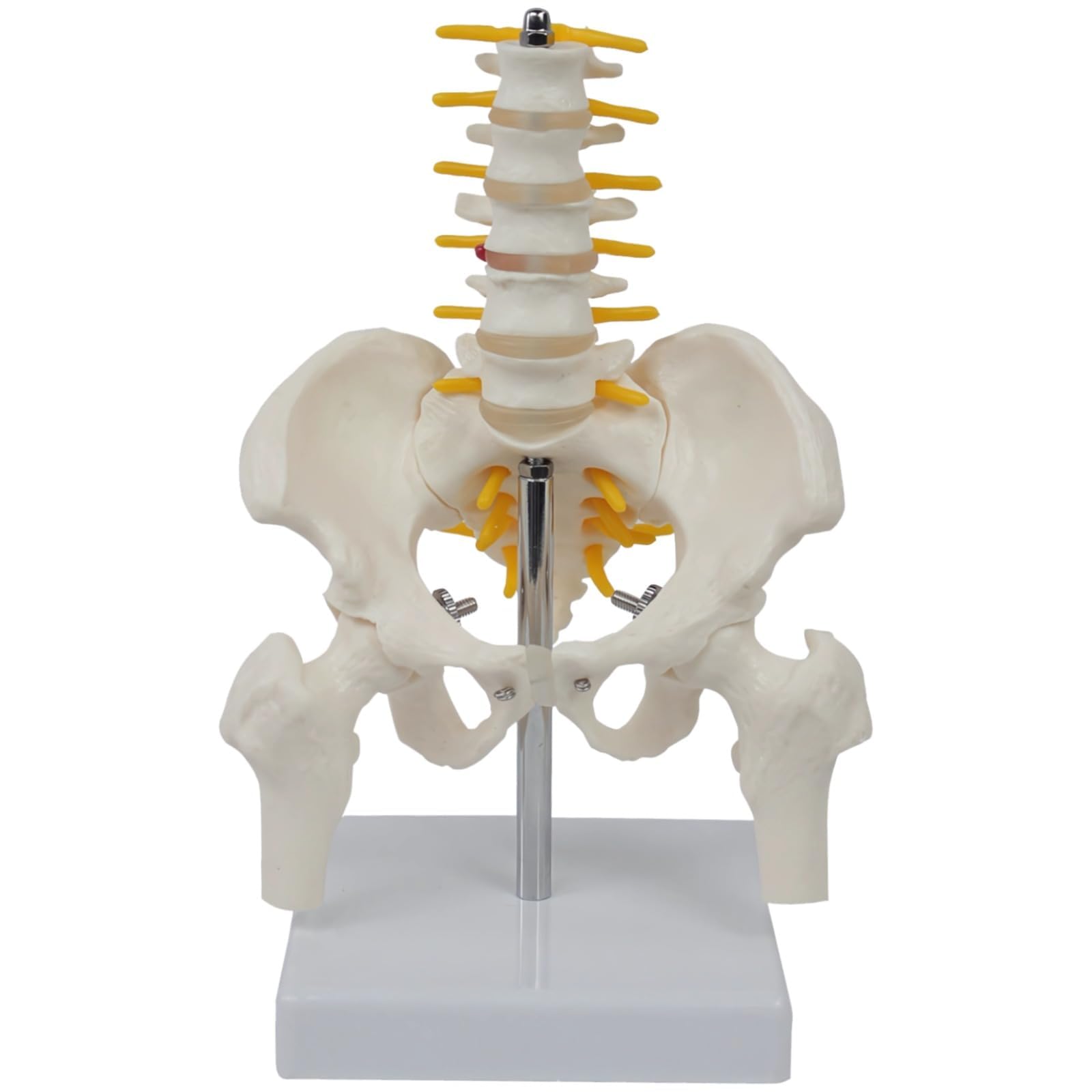 COYEUX Pelvis And Spine Model Five Lumbar Vertebrae, Human Pelvis Anatomy Model, Pvc Skeleton Demo, For Teaching And Study