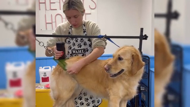 Fellwunder Hundebürste 2025 - Edelstahl Unterfellbürste Für Langhaar Hunde