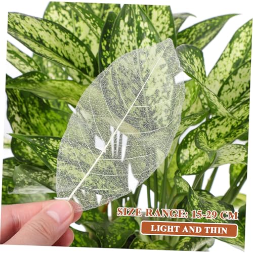 Decoración de hojas naturales para manualidades y scrapbook miniatura 3