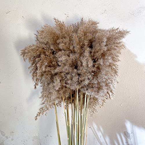 Harilla 10 Peças de Decoração de Grama Natural de Pampa Boho Decoração de Grama Seca E Decoração de